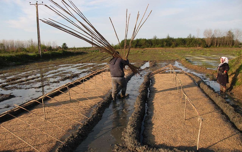 برنج‌کاران از بذر اصلاح شده مقاوم در برابر کم‌آبی استفاده کنند