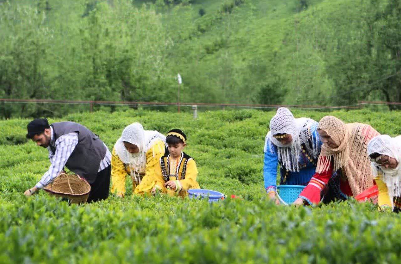افزایش ۵۲ درصدی قیمت خرید برگ سبز چای