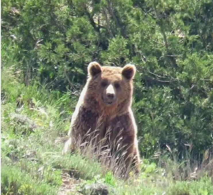 مشاهده خرس قهوه‌ای در گیلان