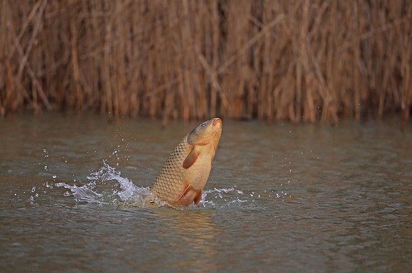 تکثیر ماهی کپور تالابی در گیلان | فیلم