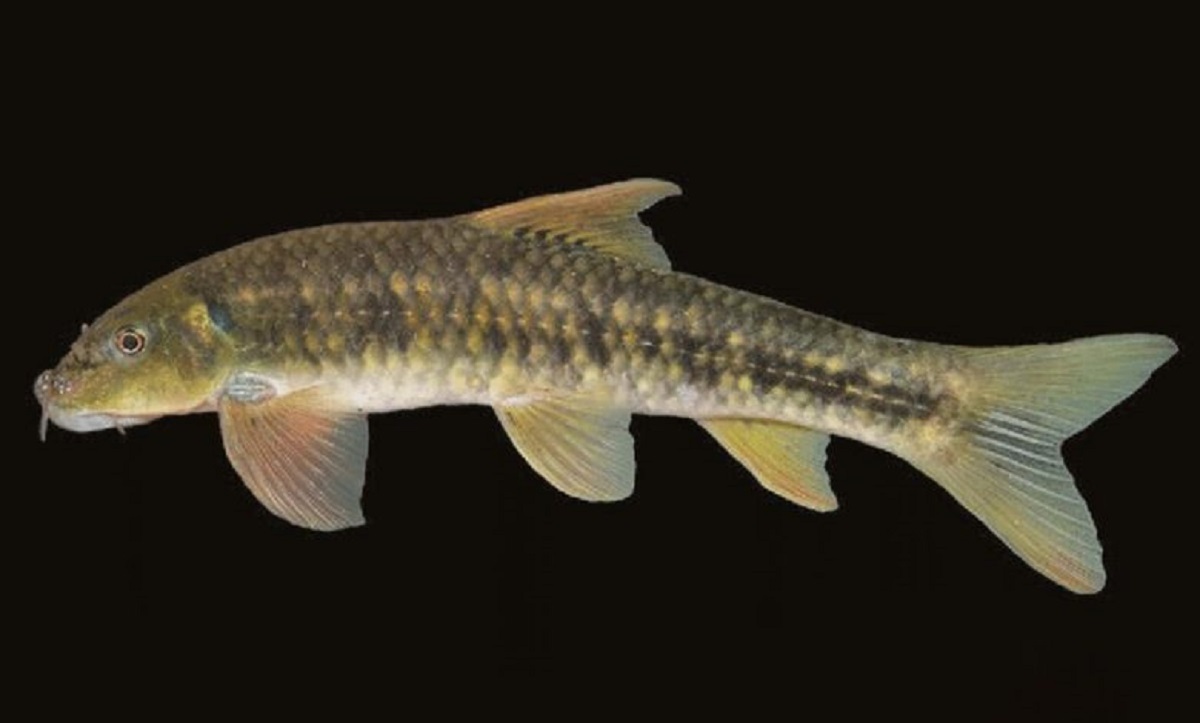 نامگذاری یک ماهی به نام یک جانباز شیمیایی