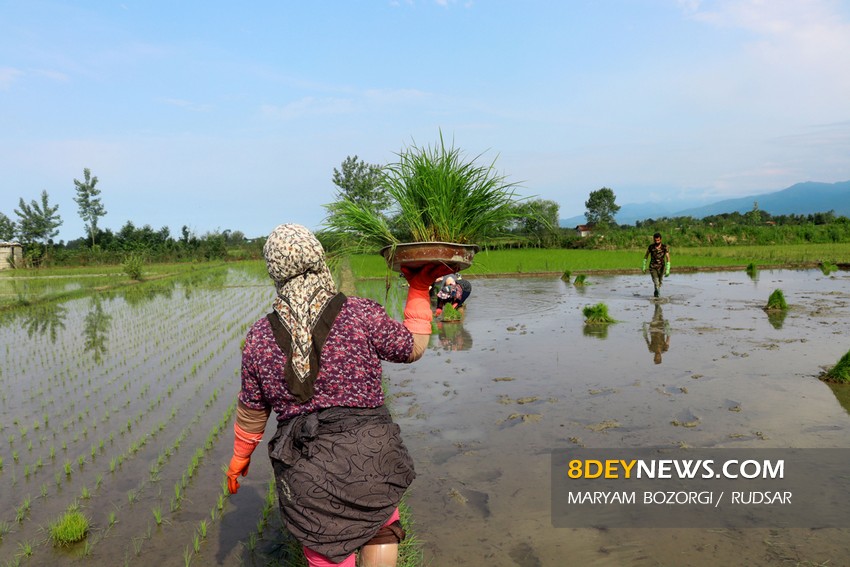 تصاویر| نشاء برنج در روستاهای گیلان