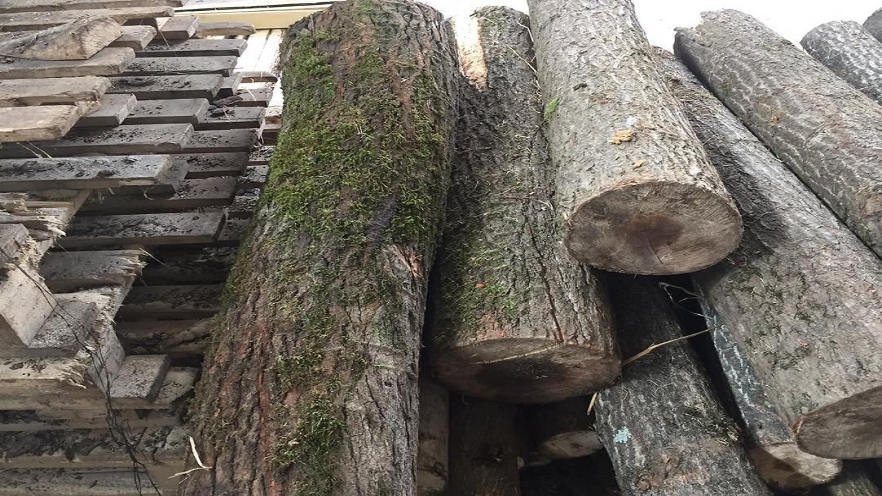 ۶ تن چوب جنگلی قاچاق در آستانه‌اشرفیه کشف شد