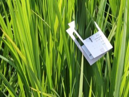 مبارزه بیولوژیک با آفت ساقه‌خوار برنج در شالیزارهای گیلان