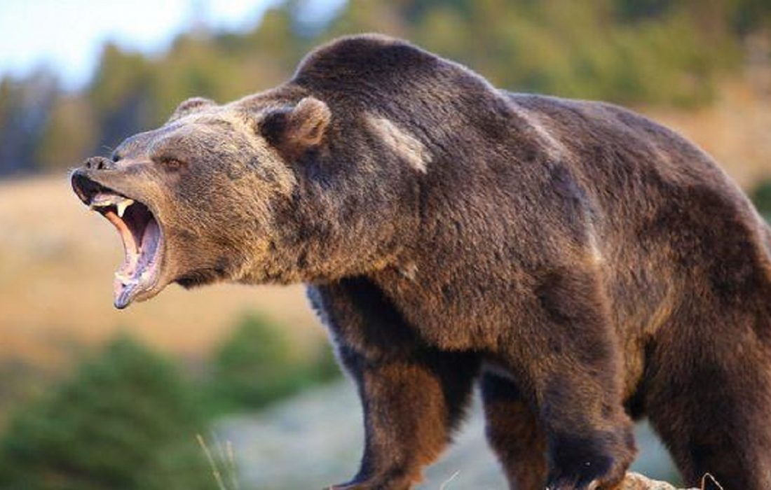 بررسی حادثه حمله خرس به یک ماسالی توسط تیم اعزامی محیط‌زیست