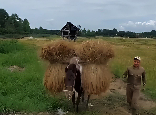 حمل برنج با اسب در صومعه‌سرا | فیلم