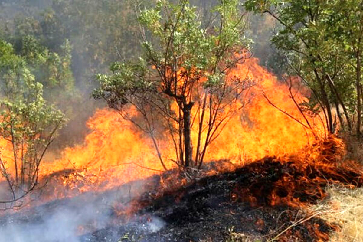 آتش حدود ۱۰ هکتار از جنگل‌های سیاهمزگی شفت را سوزاند