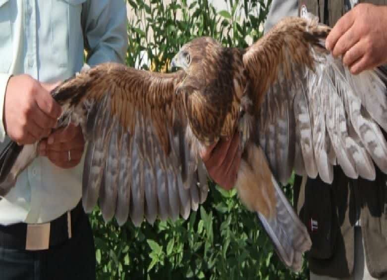 عقاب ۵ میلیاردی در رودبار کشف شد