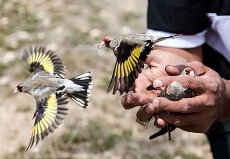 دستگیری ۶ متخلف زنده‌گیری پرندگان در آستارا