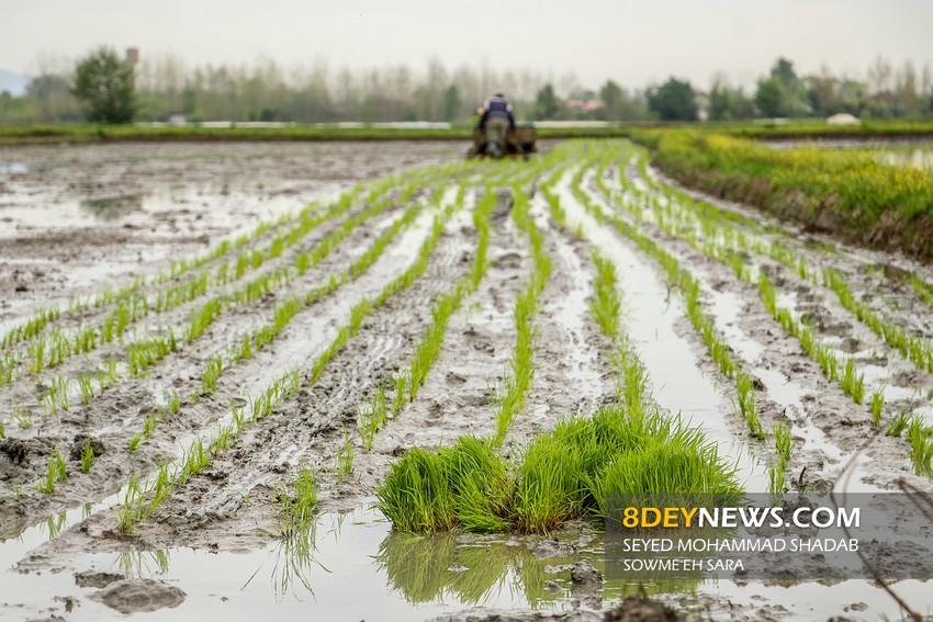 نشاء برنج در شالیزارهای گیلان | تصاویر
