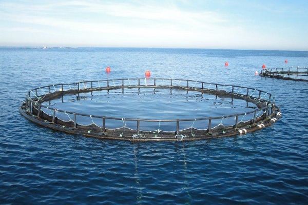 پرورش ماهی‌های بومی گیلان در قفس‌های دریایی